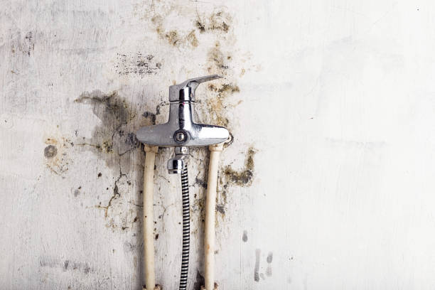 Best Mold Testing and Inspection Services in Frederic, WI