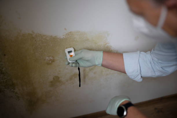 Best Emergency Mold Remediation in Frederic, WI