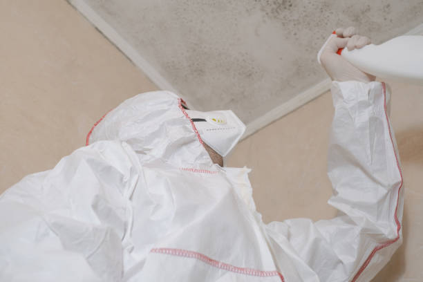 Best Insurance-Related Mold Remediation in Frederic, WI