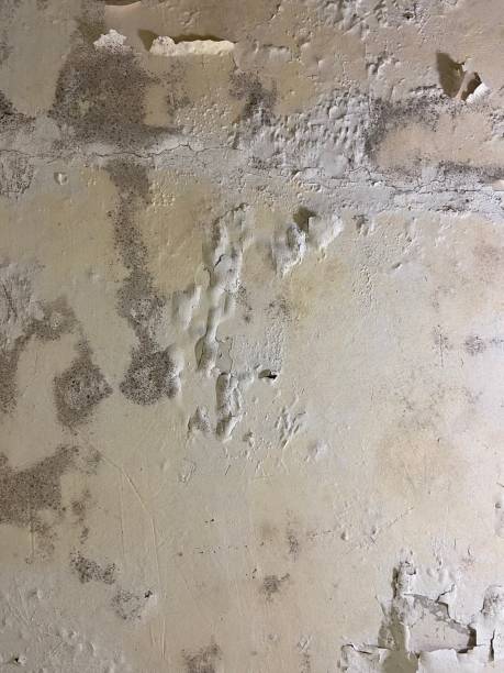 Best Basement Mold Remediation in Frederic, WI