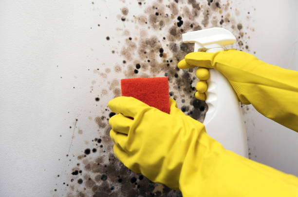 Best HVAC Mold Remediation in Frederic, WI