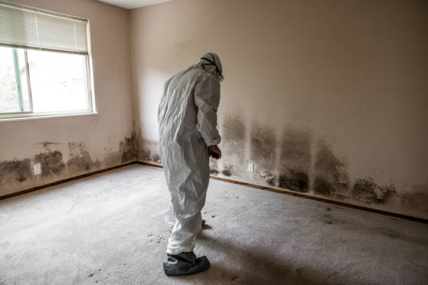 Best Preventive Mold Services in Frederic, WI